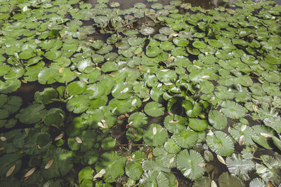 Why Lily Pads Won’t Leave