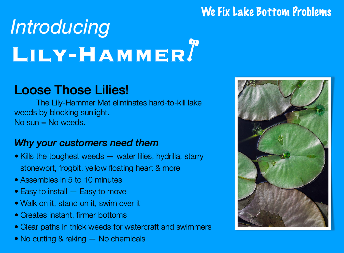 Lily Hammer